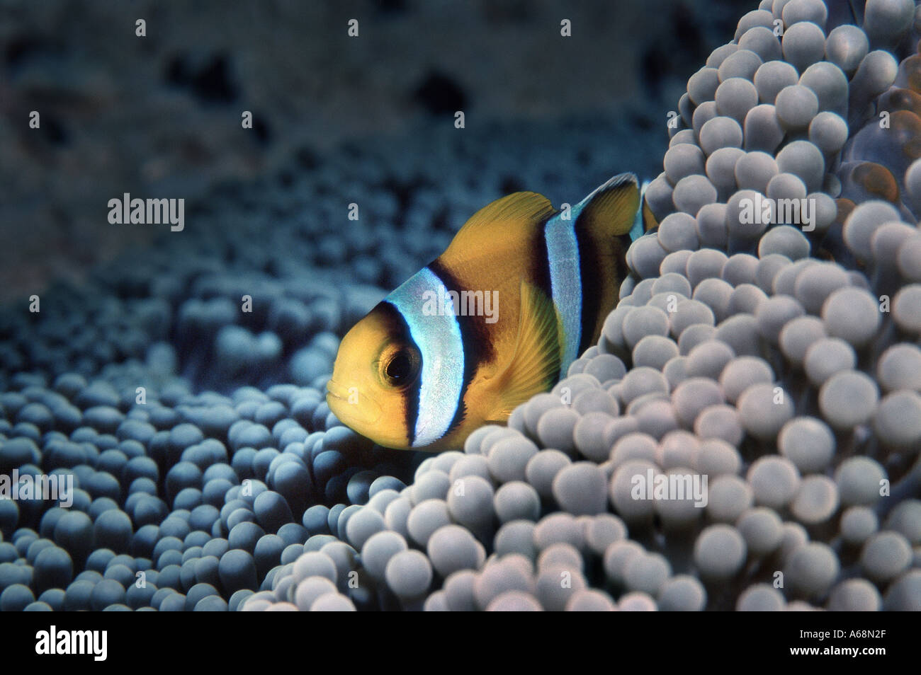 Close up de poissons clowns dans anemone Banque D'Images