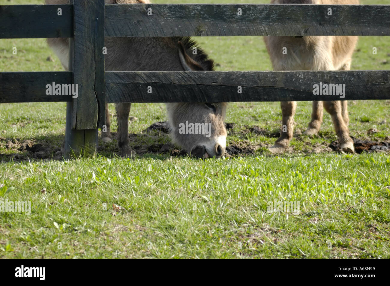 Burro atteignant sa tête sous les planches d'une clôture en bois pour se rendre à l'herbe plus verte de l'autre côté Banque D'Images