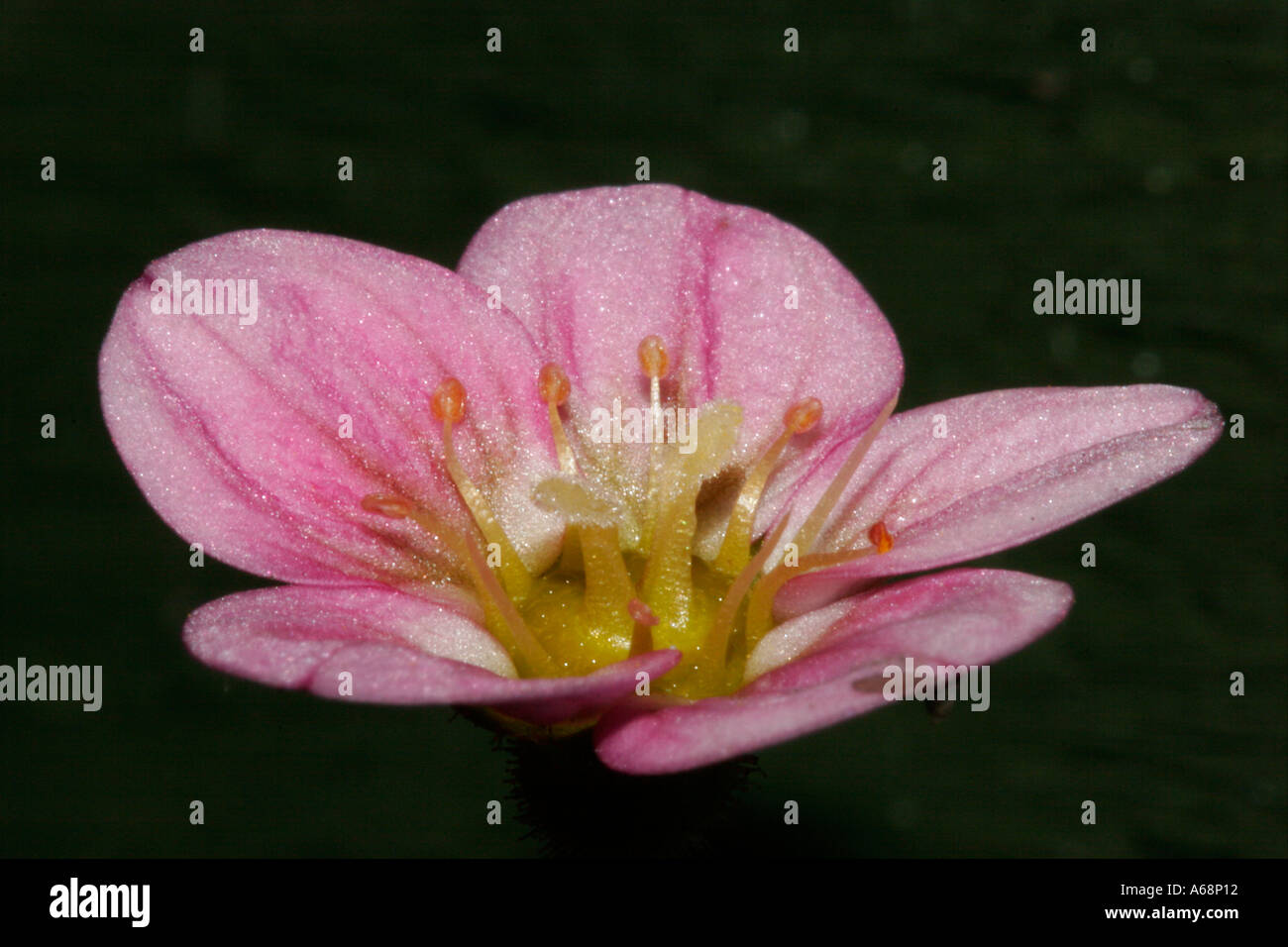 Saxifraga Saxifraga Famille avec le fond sombre Banque D'Images