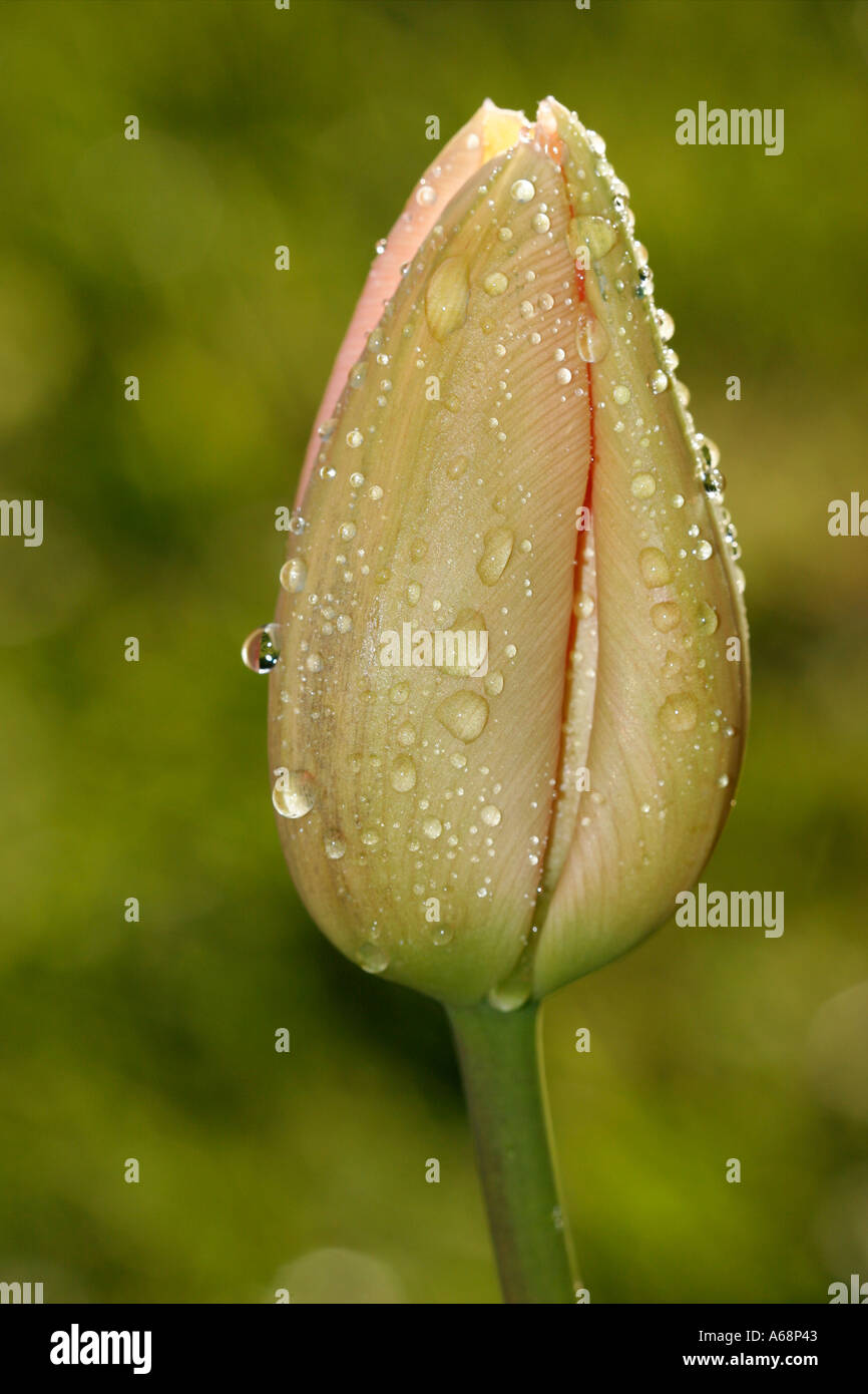 Tulip Tulipa Famille avec la rosée Banque D'Images