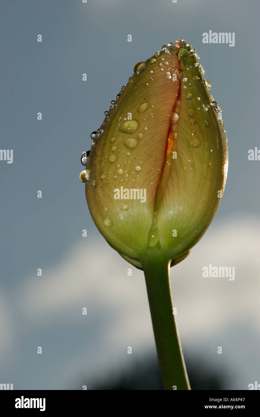 Tulip Tulipa famille couverte de rosée Banque D'Images