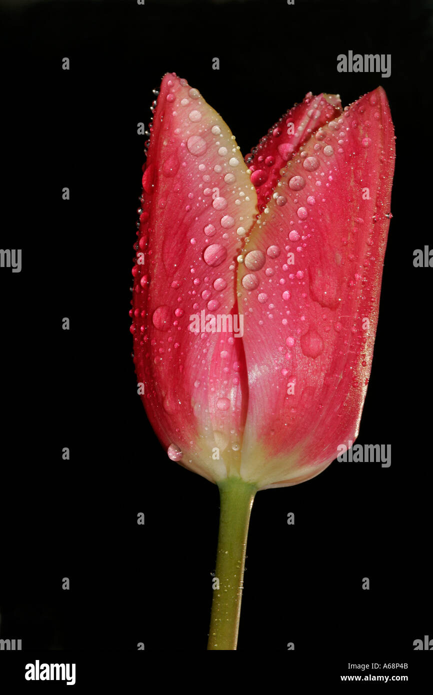 Tulip Tulipa famille couverte de rosée Banque D'Images