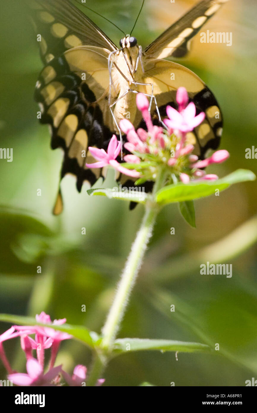Papillon sur une fleur rose une Banque D'Images