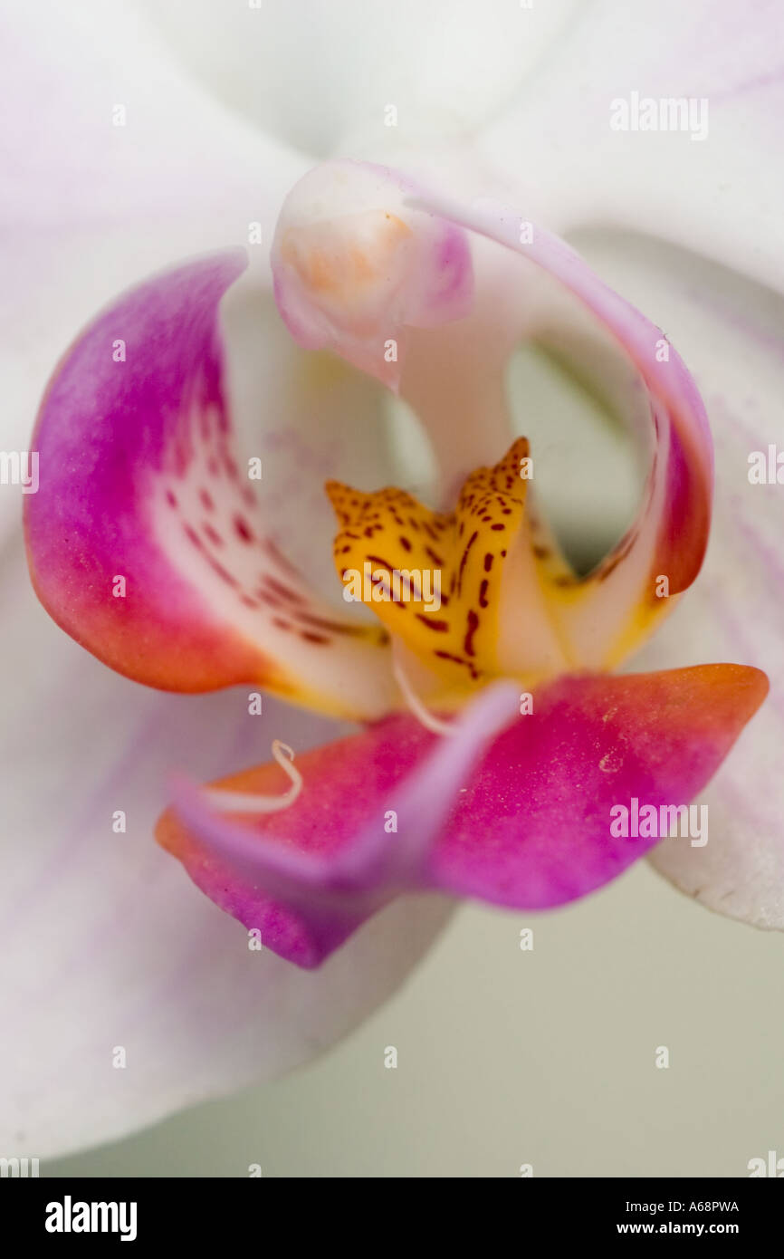 Photo macro d'une orchidée UN Banque D'Images