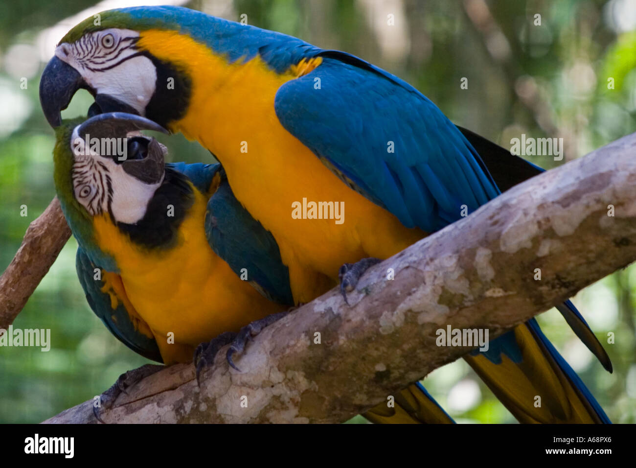 Une paire de perroquets sur une branche d'arbre Banque D'Images