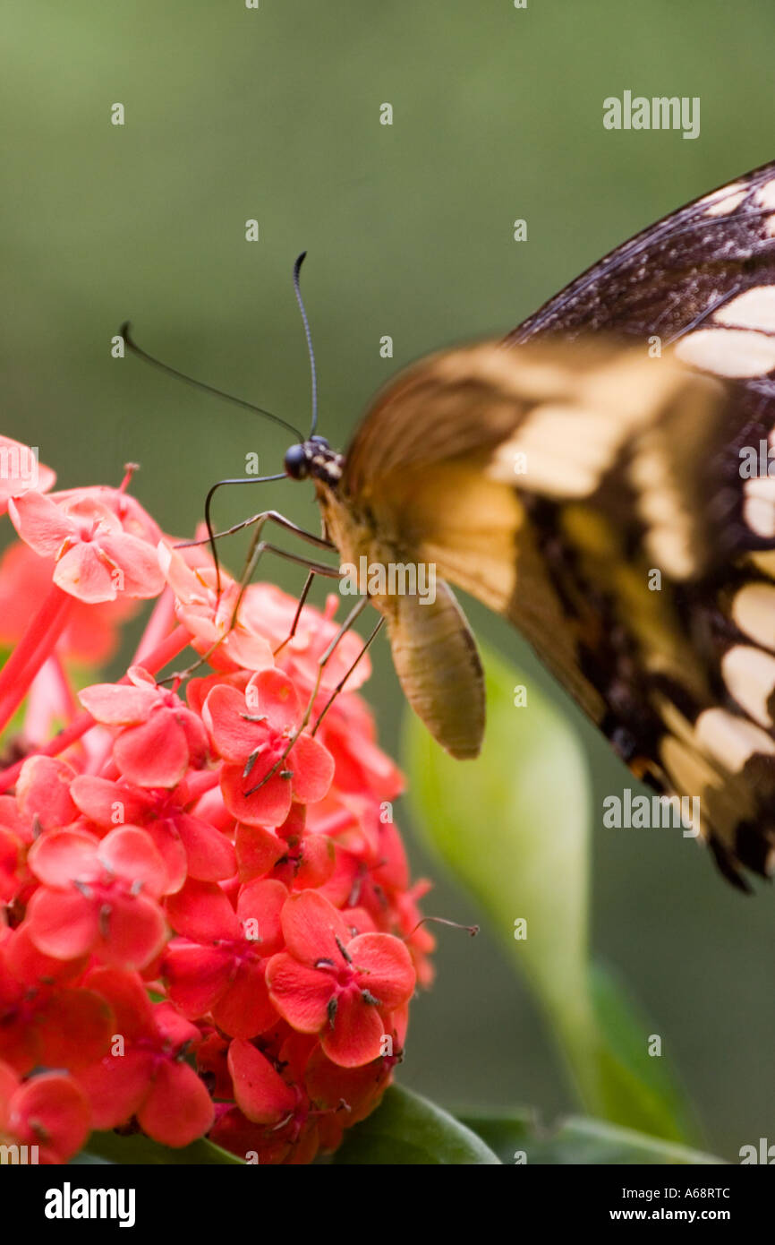 Papillon sur une fleur rouge un Banque D'Images