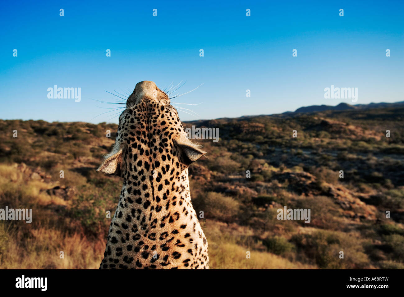 Panthera pardus léopard avec vue sur paysage de la Namibie Banque D'Images