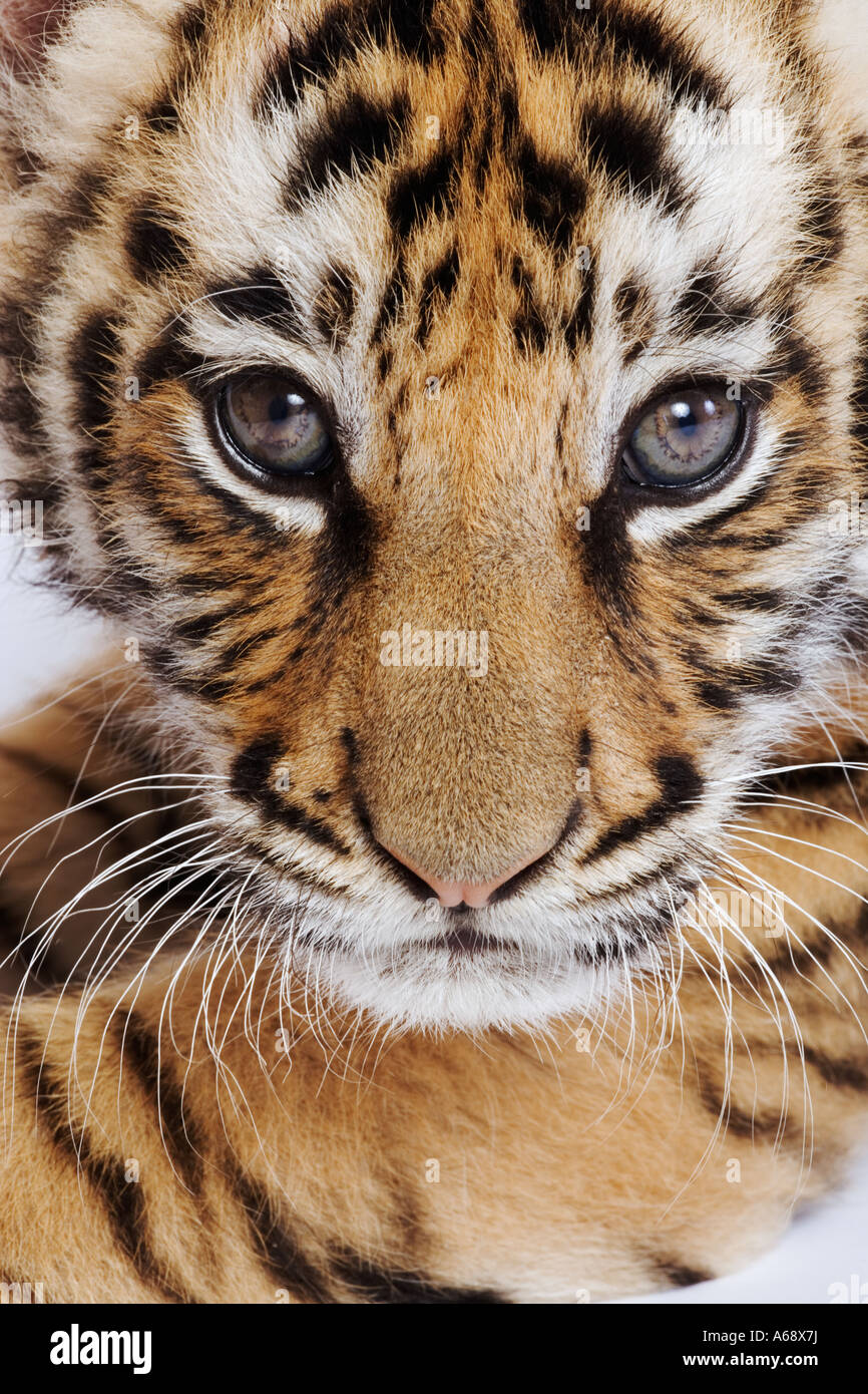 Tiger Panthera tigris Portrait of a deux mois cub Asie Distribution Banque D'Images