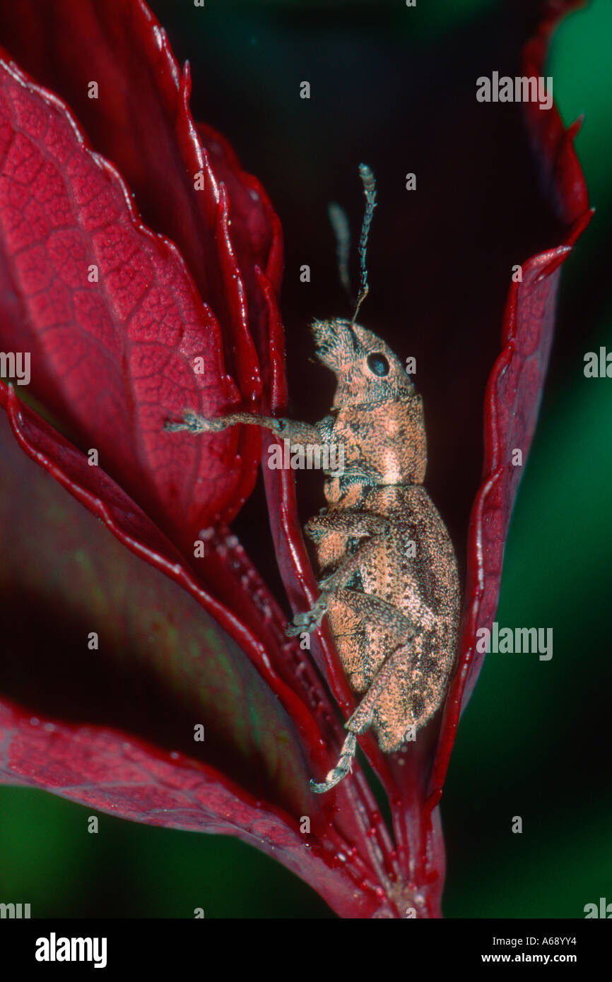 Famille des Curculionidae Charançon, Banque D'Images