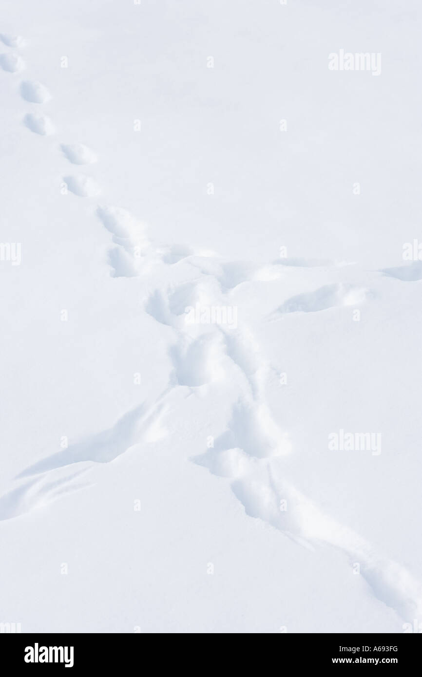 Dans la neige des pistes de renard Banque D'Images