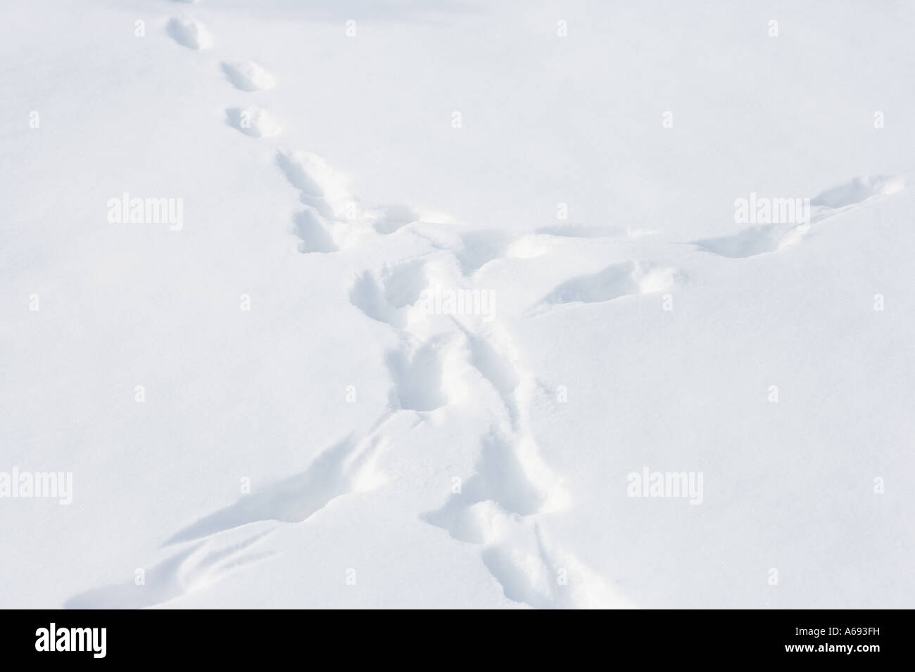 Le renard roux dans la neige des pistes Banque D'Images