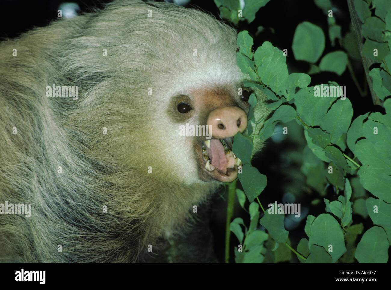 Deux-toed Sloth (Choloepus hoffmanni) près des forêts tropicales face Banque D'Images