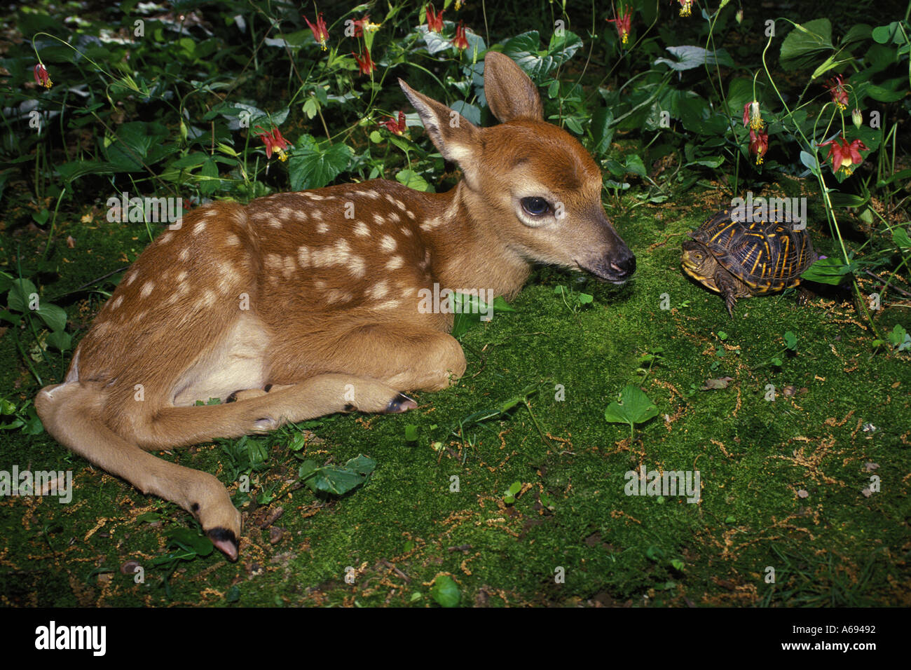 Une boîte de trois doigts, tortues Terrapene carolina triunguis, surprises un Cerf, faon endormi Odocoileus virginianus, dans le jardin, Missouri, États-Unis Banque D'Images