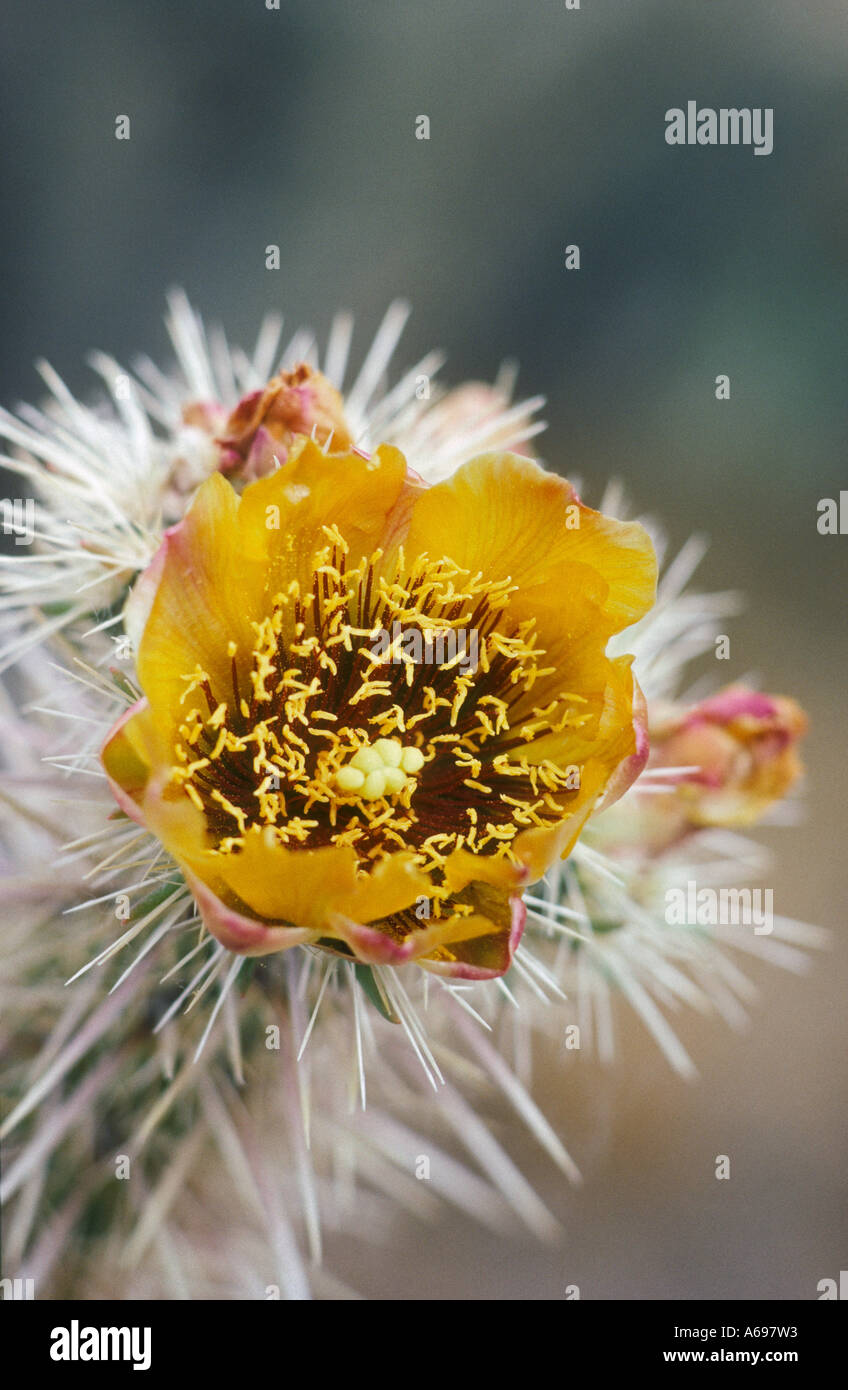 Le nerprun Cholla cactus blossom Cylindropuntia acanthocarpa Banque D'Images