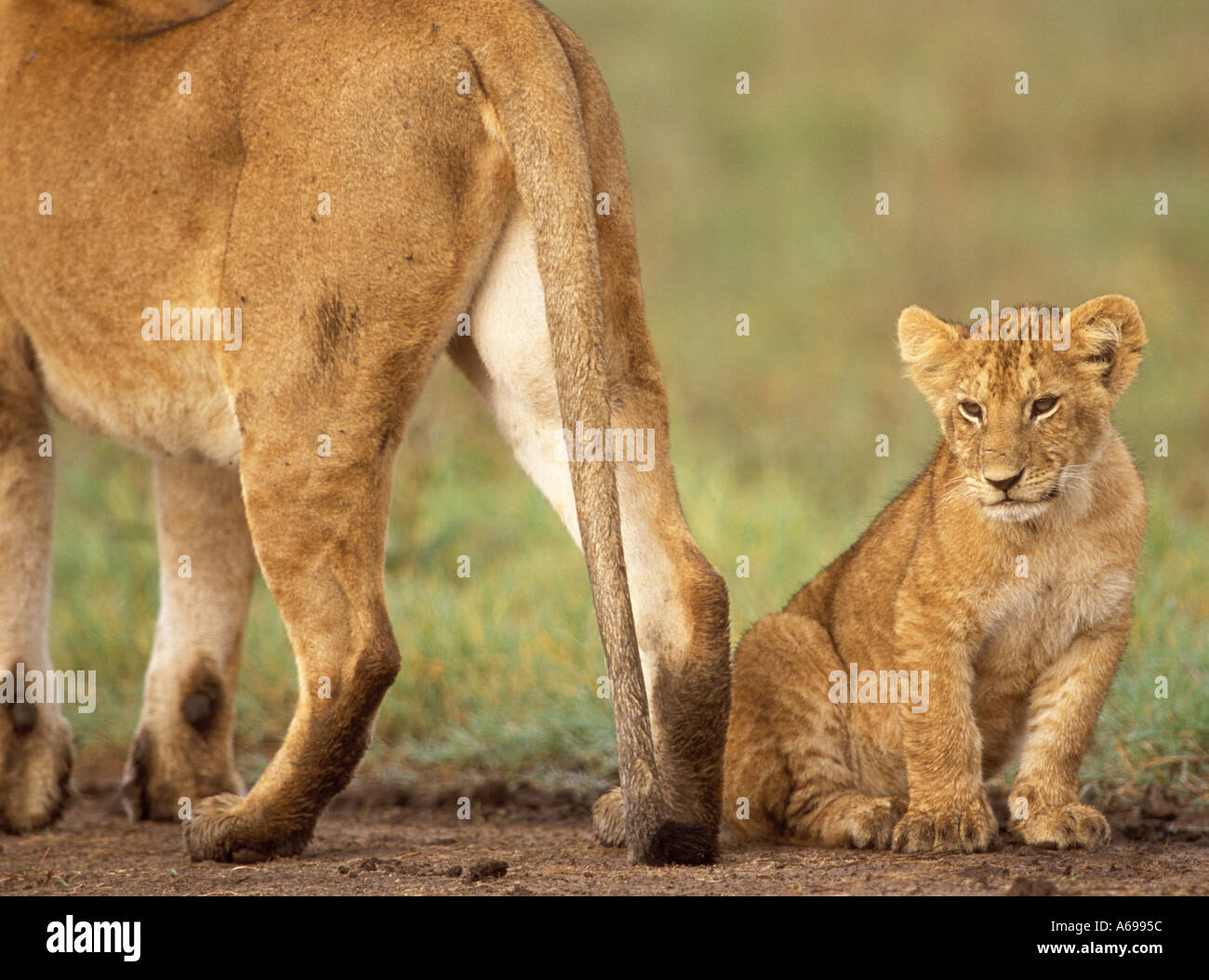 Lion cub à pieds mères Banque D'Images