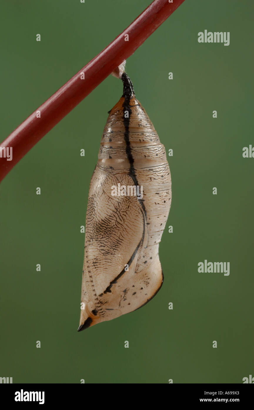 Leafwing Doleschallia bisaltide - pupe papillon Banque D'Images