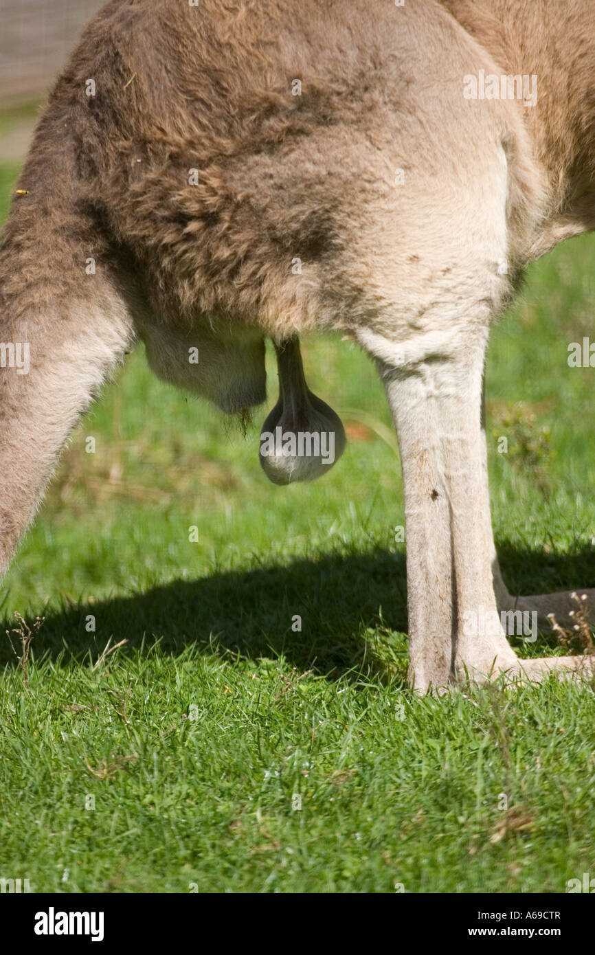 Les testicules qui pendent du Zoo de Chester Kangourou gris de l'Ouest  Photo Stock - Alamy