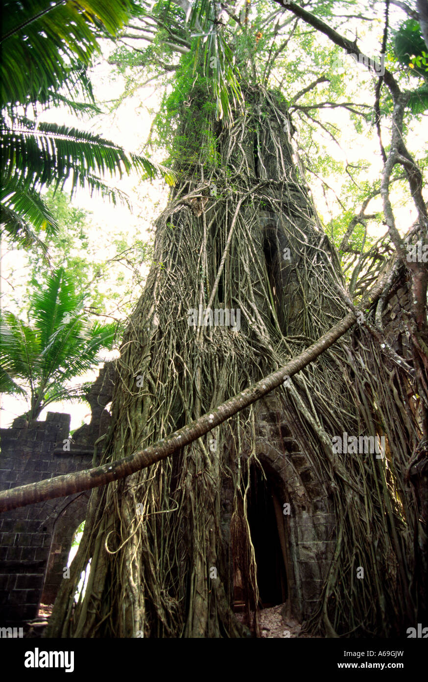 L'Inde Iles Andaman Île Ross ancien centre administratif britannique église envahie par la ruine avec arbre couvrant spire Banque D'Images