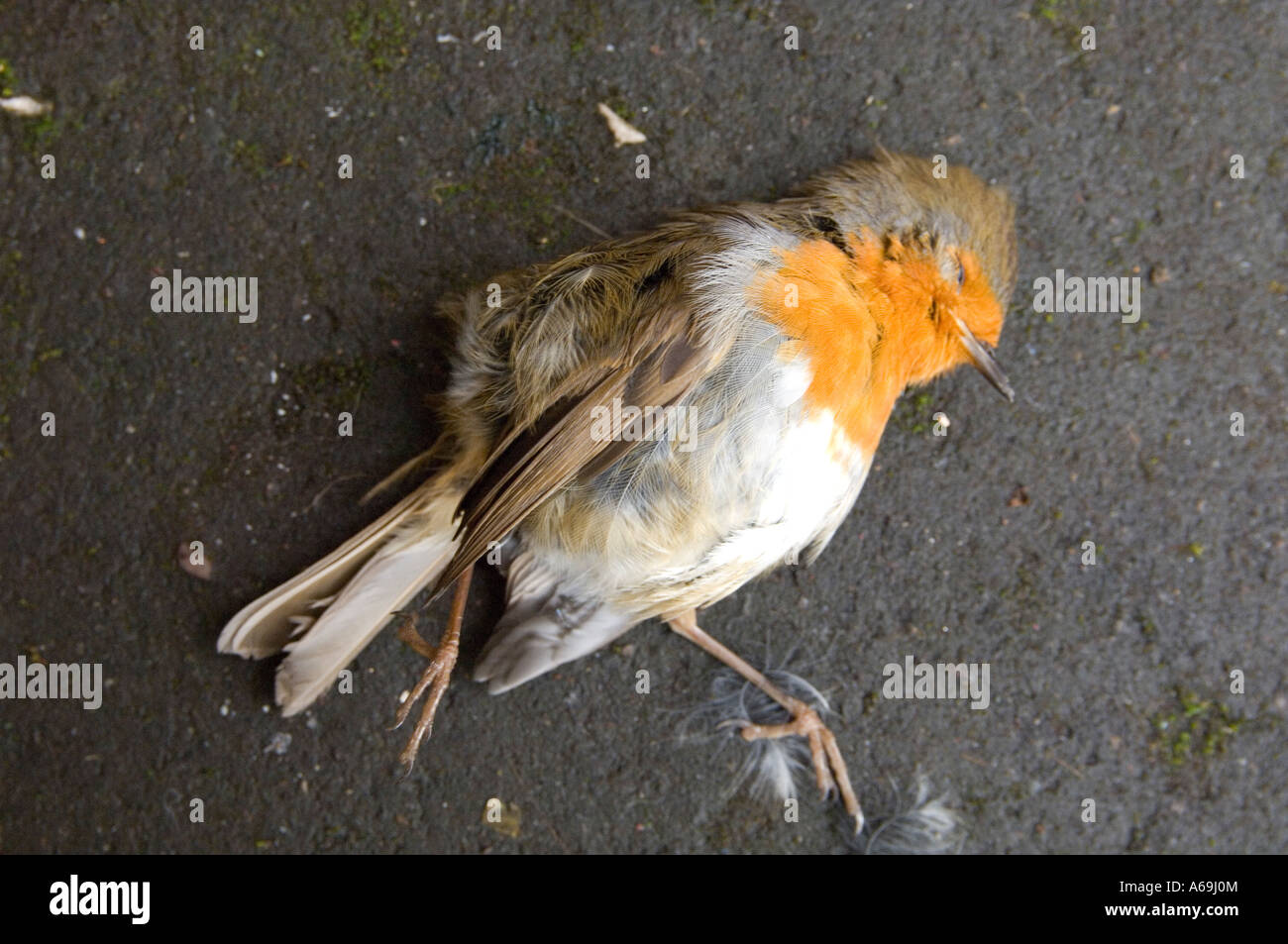 Des oiseaux morts robin redbreast après avoir été capturé par un chat Banque D'Images