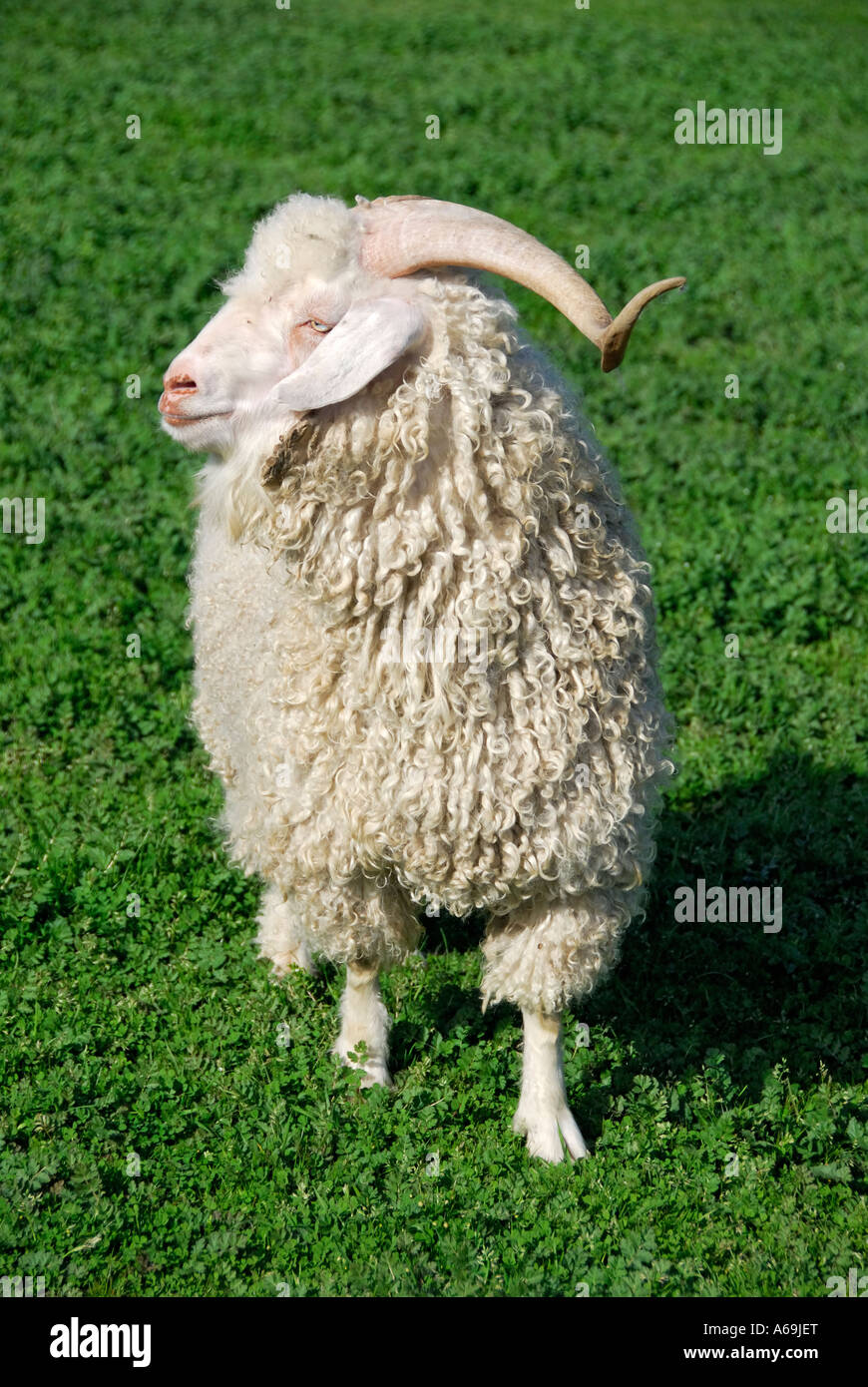 'Chèvre Angora ram, USA'. Banque D'Images