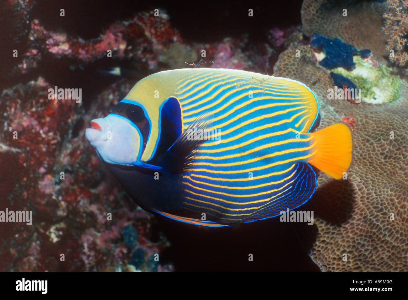 L'Empereur angelfish Pomacanthus imperator Egypte Mer Rouge Banque D'Images