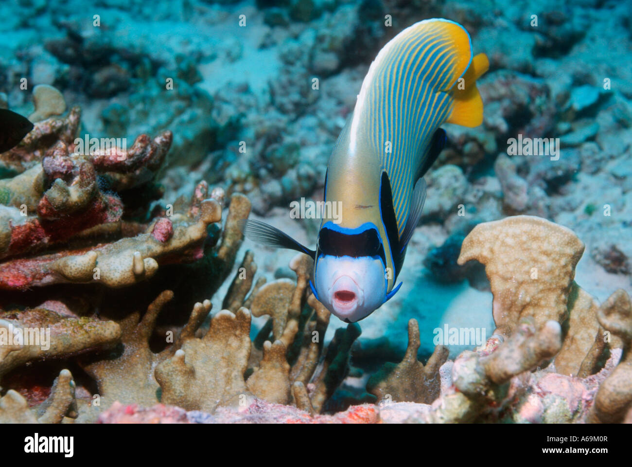 L'Empereur angelfish Pomacanthus imperator Egypte Mer Rouge Banque D'Images