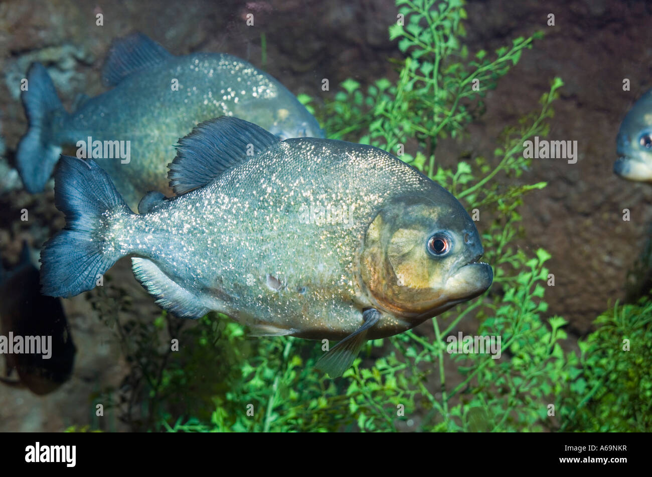 Serrasalmus nattereri Piranha Banque D'Images