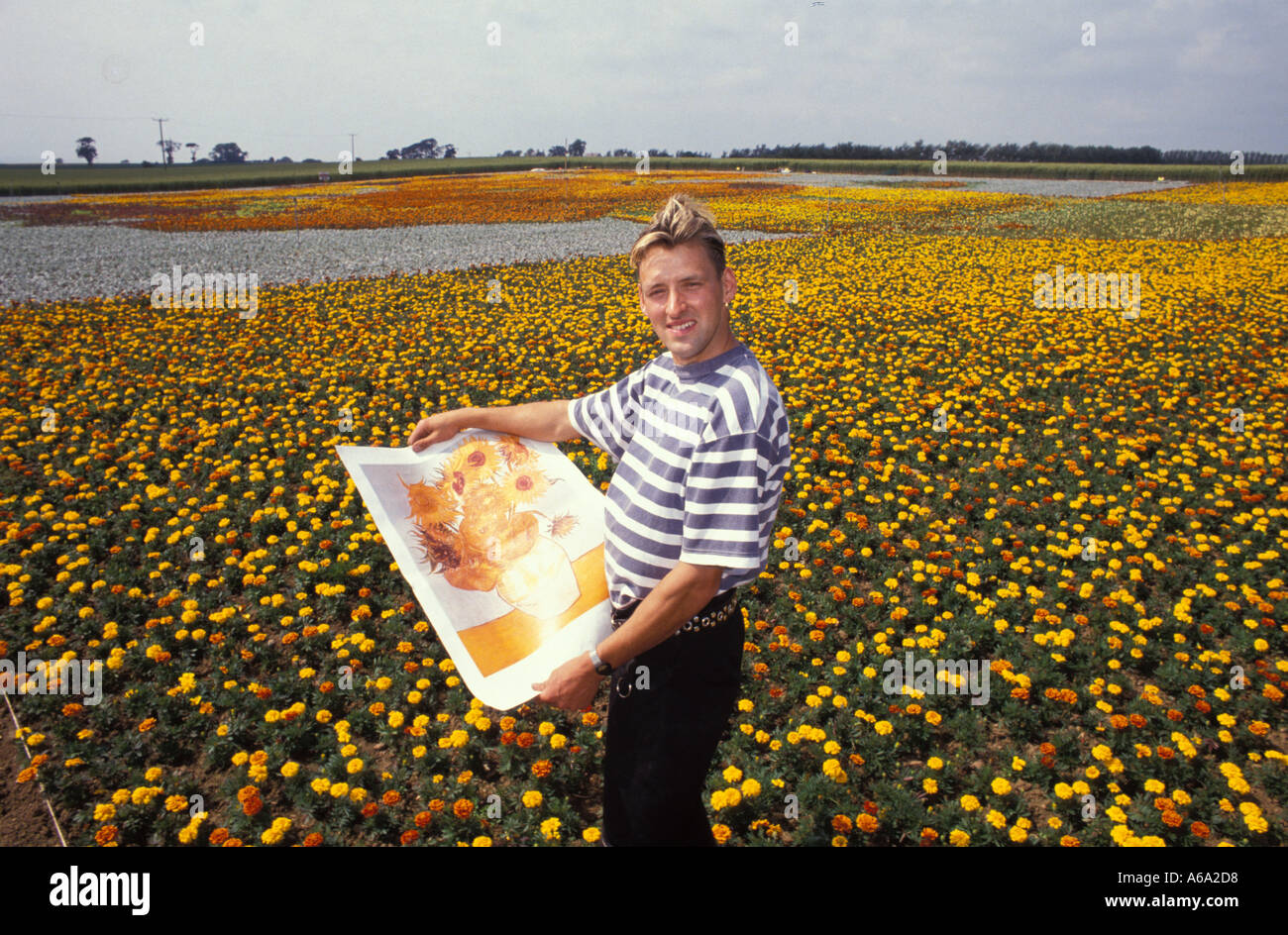 Tournesol Géant planté dans le champ sur la frontière écossaise dans le cadre de publicité pour la margarine Banque D'Images