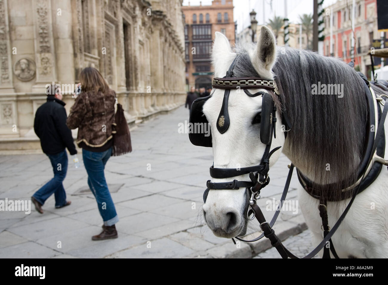 Tourisme et cheval de prendre une photo, Plaza de San Francisco, Séville, Espagne Banque D'Images