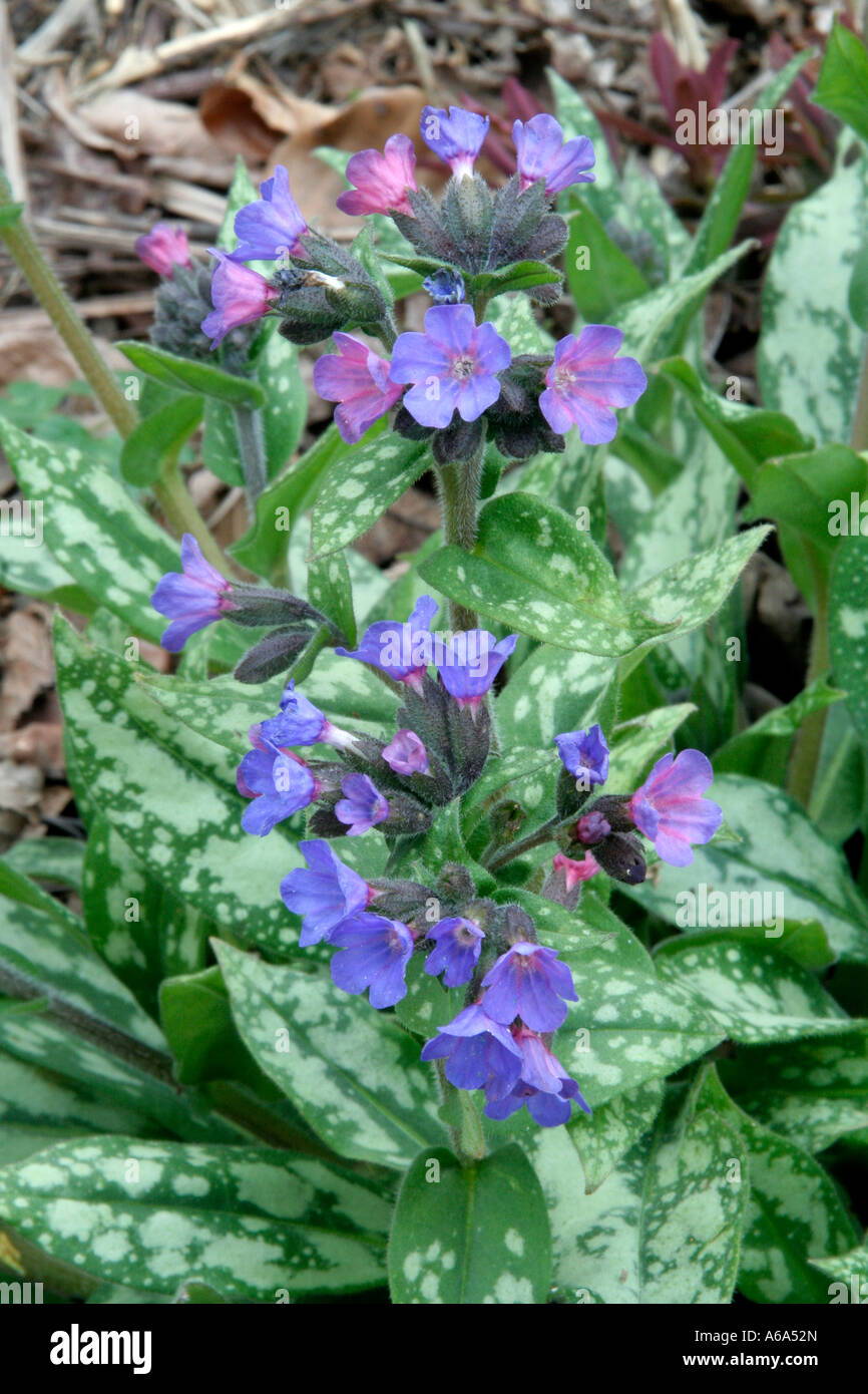 Pulmonaria Margery Fish 14 Mars Banque D'Images