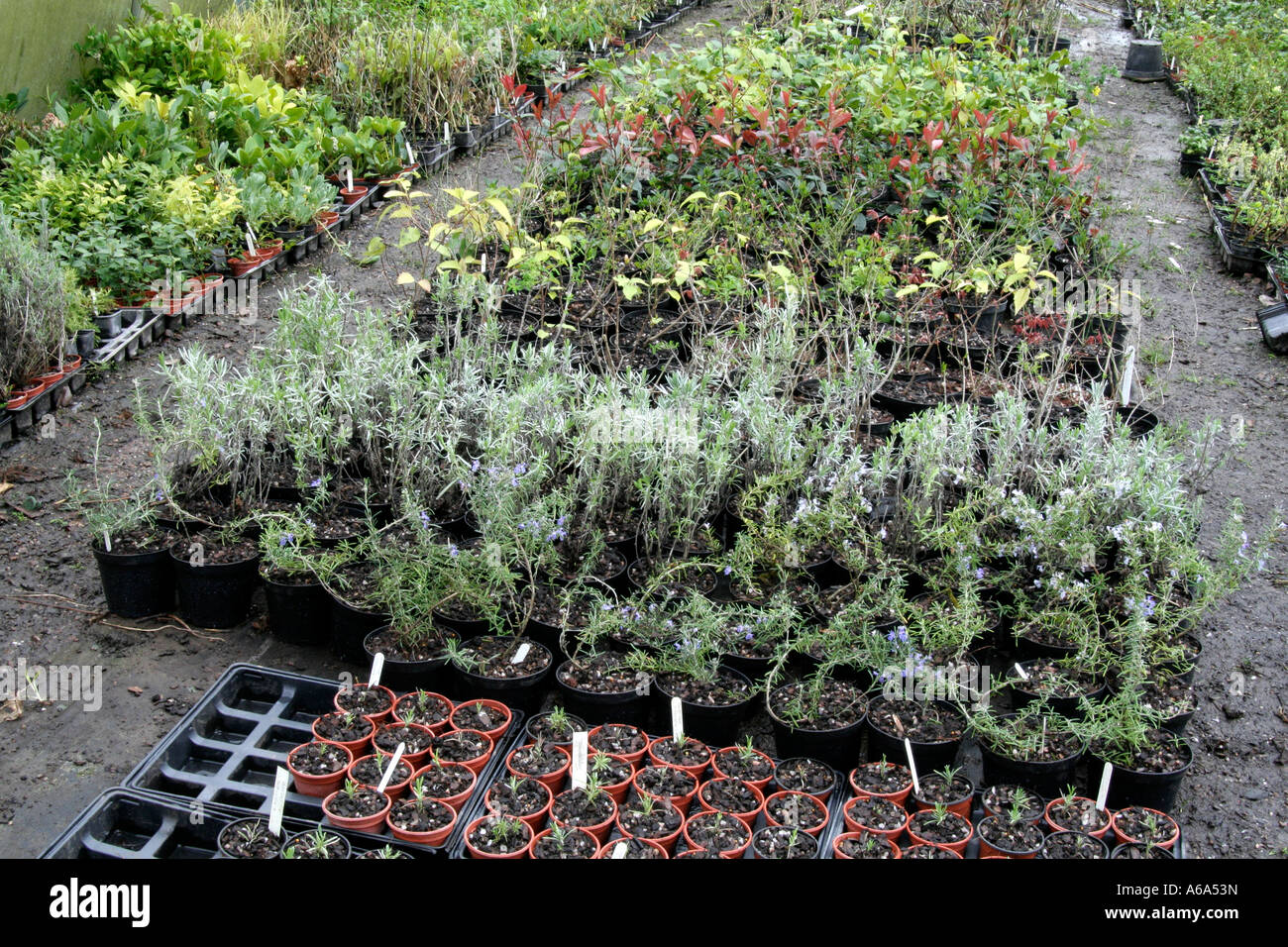 Les nouveaux arbustes en pots dans un polytunnel à Sampford arbustes en utilisant le compost de déchets verts comme la base d'un milieu de culture de la tourbe Banque D'Images