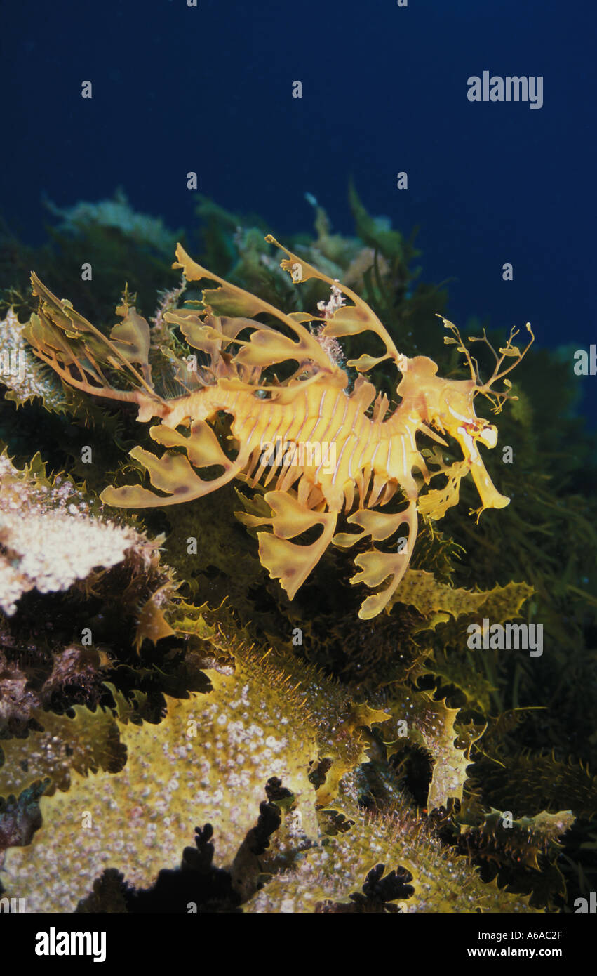 Photo MF 112 Dragon de mer feuillu Phycodorus eques Photo Copyright Brandon Cole Banque D'Images