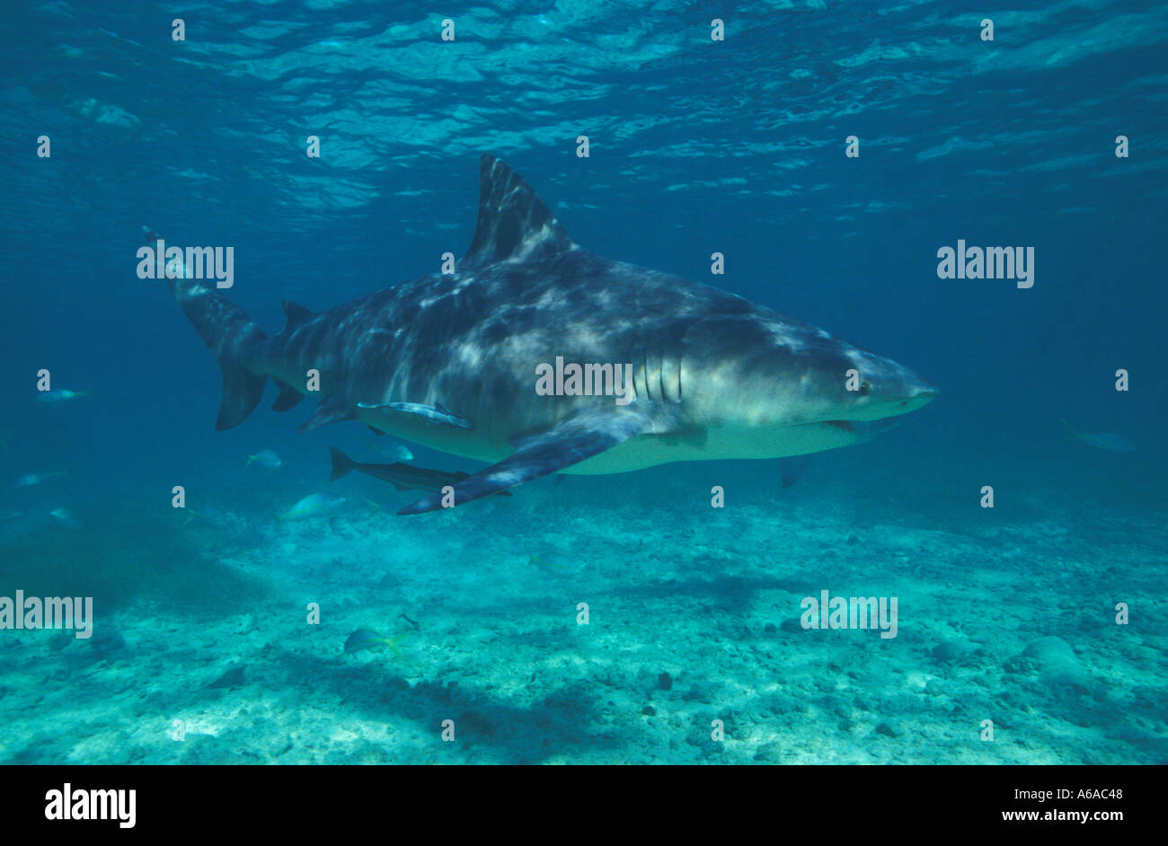 NC 11 Photo Bull Shark Carcharhinus leucas Photo Copyright Brandon Cole Banque D'Images