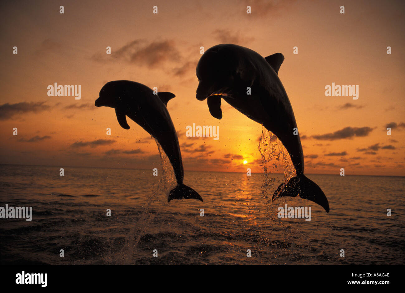 Ma photo 684 grands dauphins Tursiops truncatus Photo Copyright Brandon Cole Banque D'Images