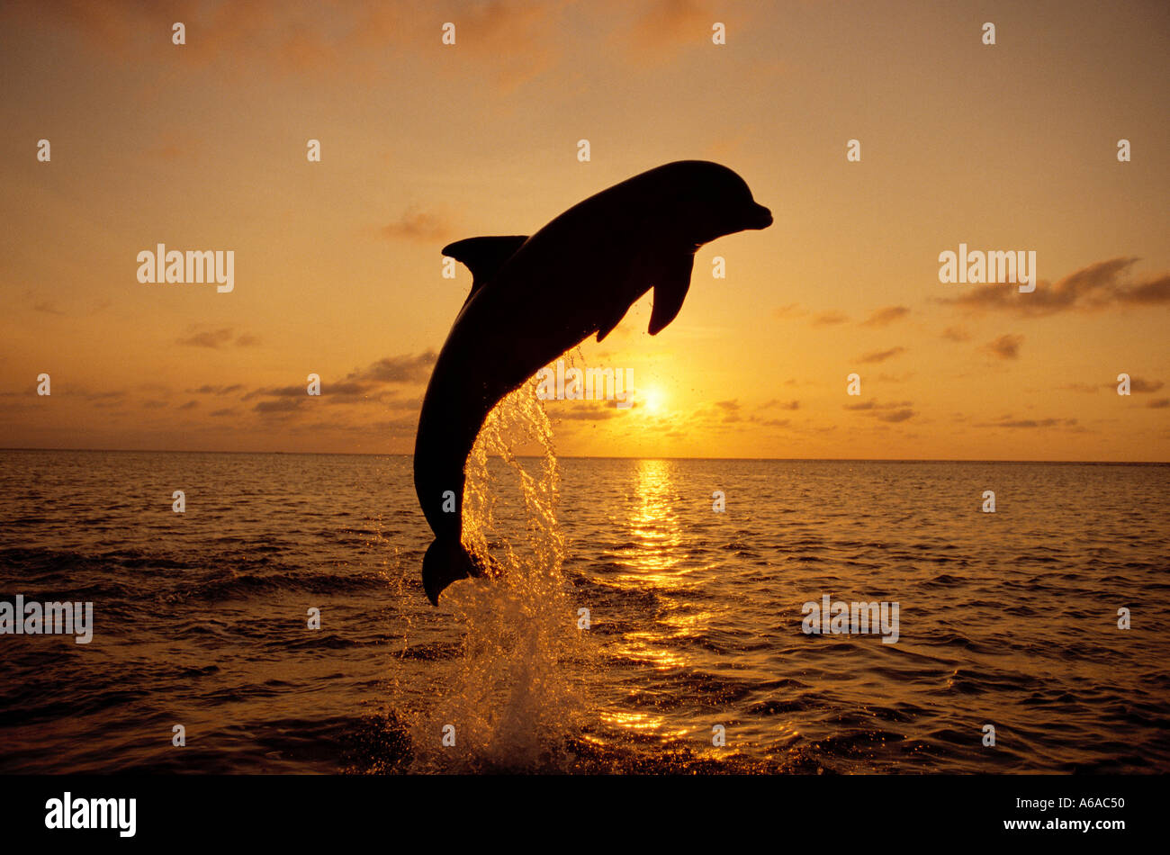 Ma photo 842 Grand dauphin Tursiops truncatus Photo Copyright Brandon Cole Banque D'Images