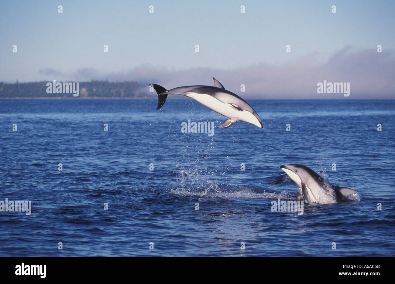 Photo NB93 Dauphins à flancs blancs du Pacifique Lagenorhynchus obliquidens Photo Copyright Brandon Cole Banque D'Images