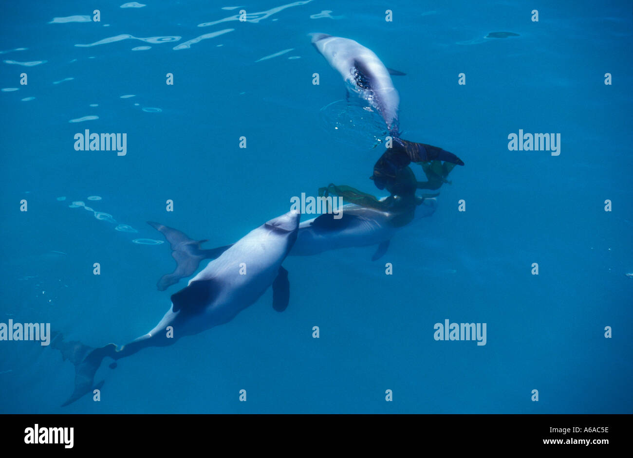 Photo ML 409 Dauphins d'Hector Cephalorhynchus hectori jouant avec du varech Photo Copyright Brandon Cole Banque D'Images