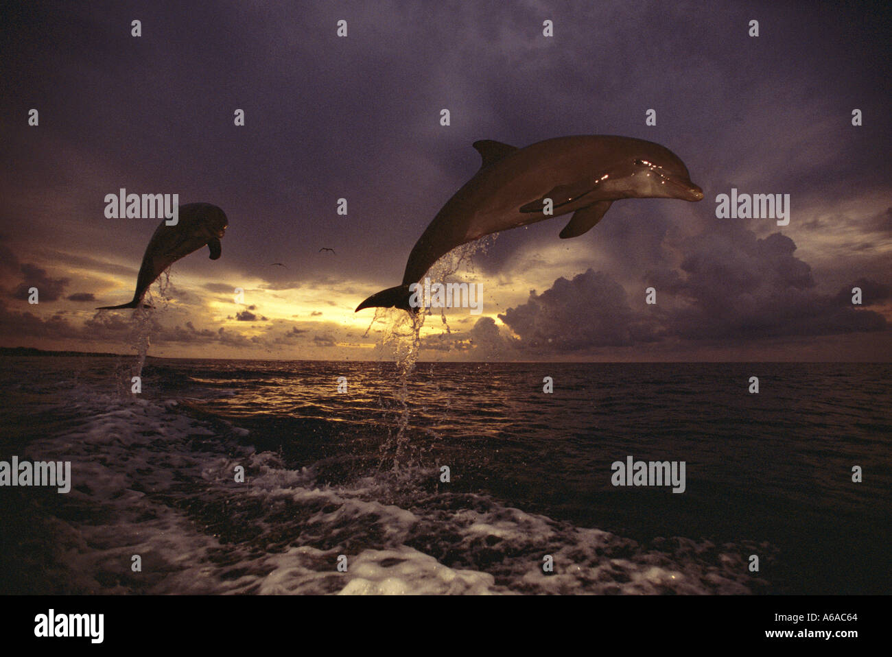 Photo MT 164 grands dauphins Tursiops truncatus Photo Copyright Brandon Cole Banque D'Images