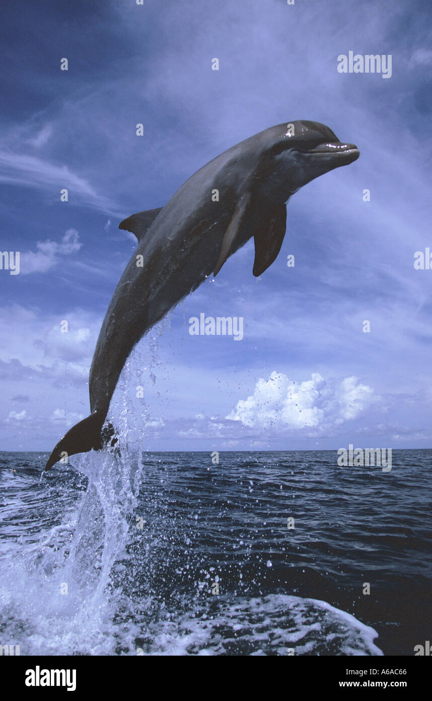 Photo MT 27 Grand dauphin Tursiops truncatus Photo Copyright Brandon Cole Banque D'Images