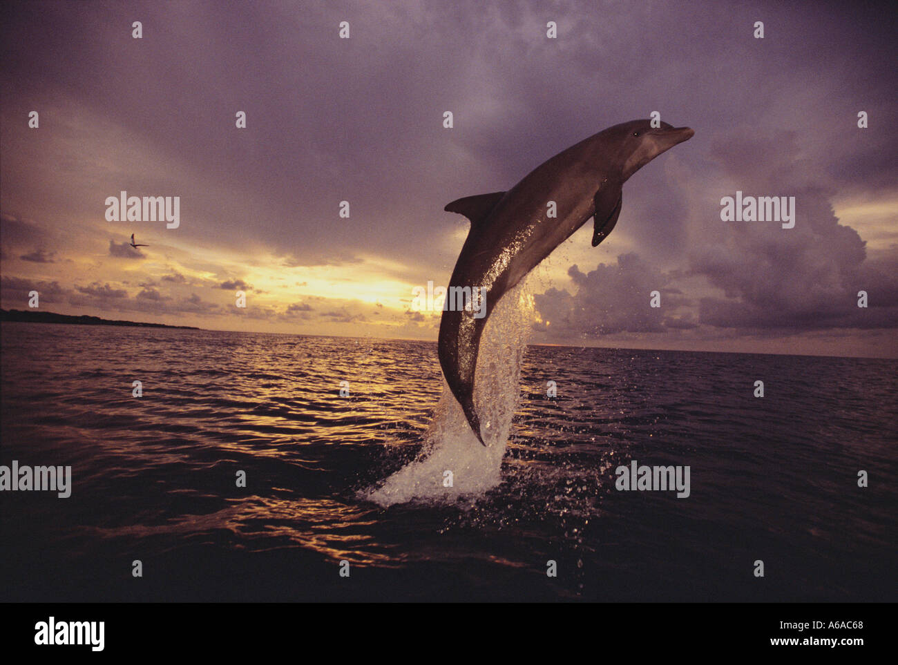 Photo MT 93 Grand dauphin Tursiops truncatus Photo Copyright Brandon Cole Banque D'Images