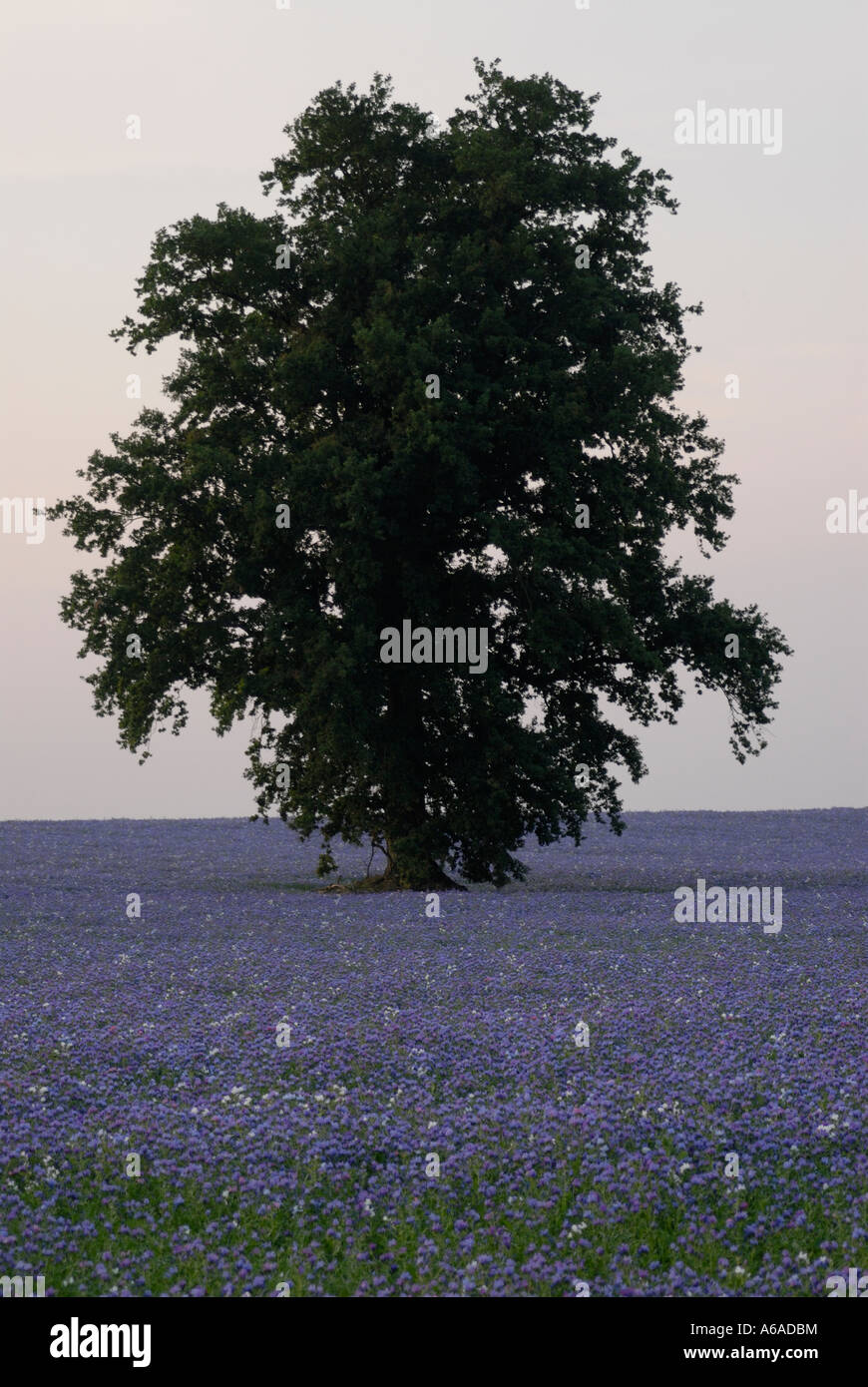 Un chêne Quercus robur pousse dans un champ de fleurs bleues de l'Echium Vipérine commune espèce Banque D'Images