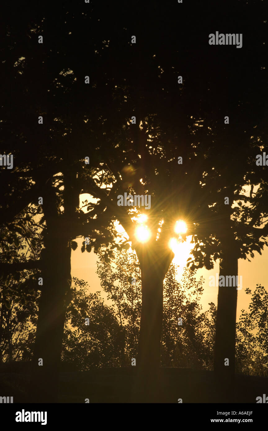 Soleil qui brille à travers les arbres Banque D'Images