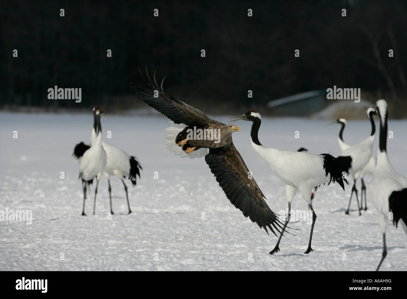 La mer à queue blanche (Haliaeetus albicilla) Le Japon avec des Grues Japonaises, centre grue Akan Banque D'Images