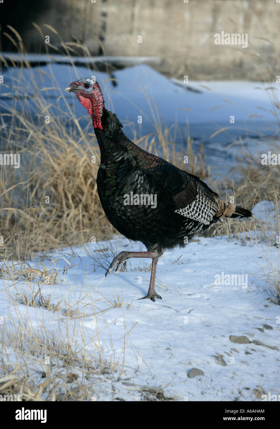 Wild Turkey Meleagris gallopavo Montana USA Banque D'Images