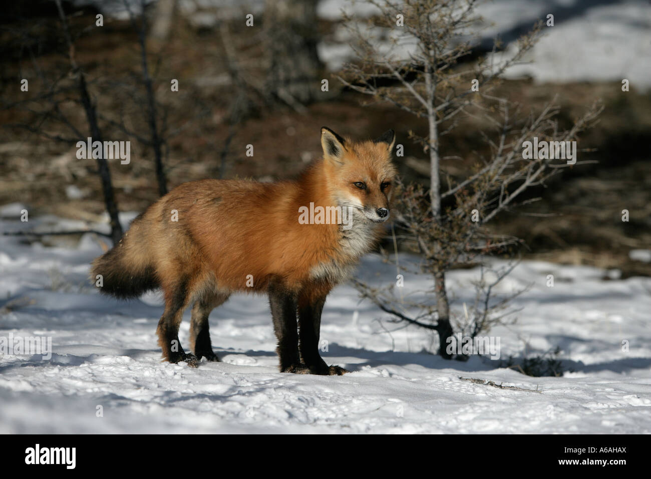 Le renard roux Vulpes vulpes Banque D'Images