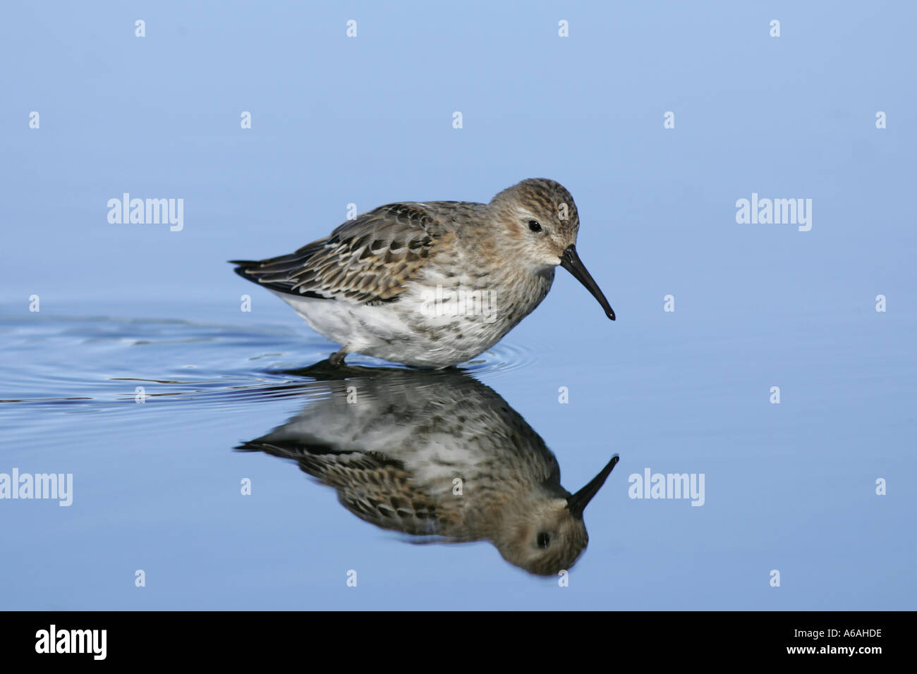 Le Bécasseau variable (Calidris alpina), Fair Isle, Shetland, Scotland, UK Septembre Banque D'Images