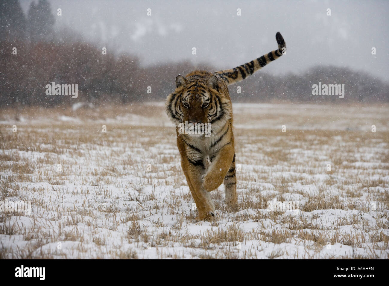 Tigre de Sibérie Panthera tigris altaica Banque D'Images