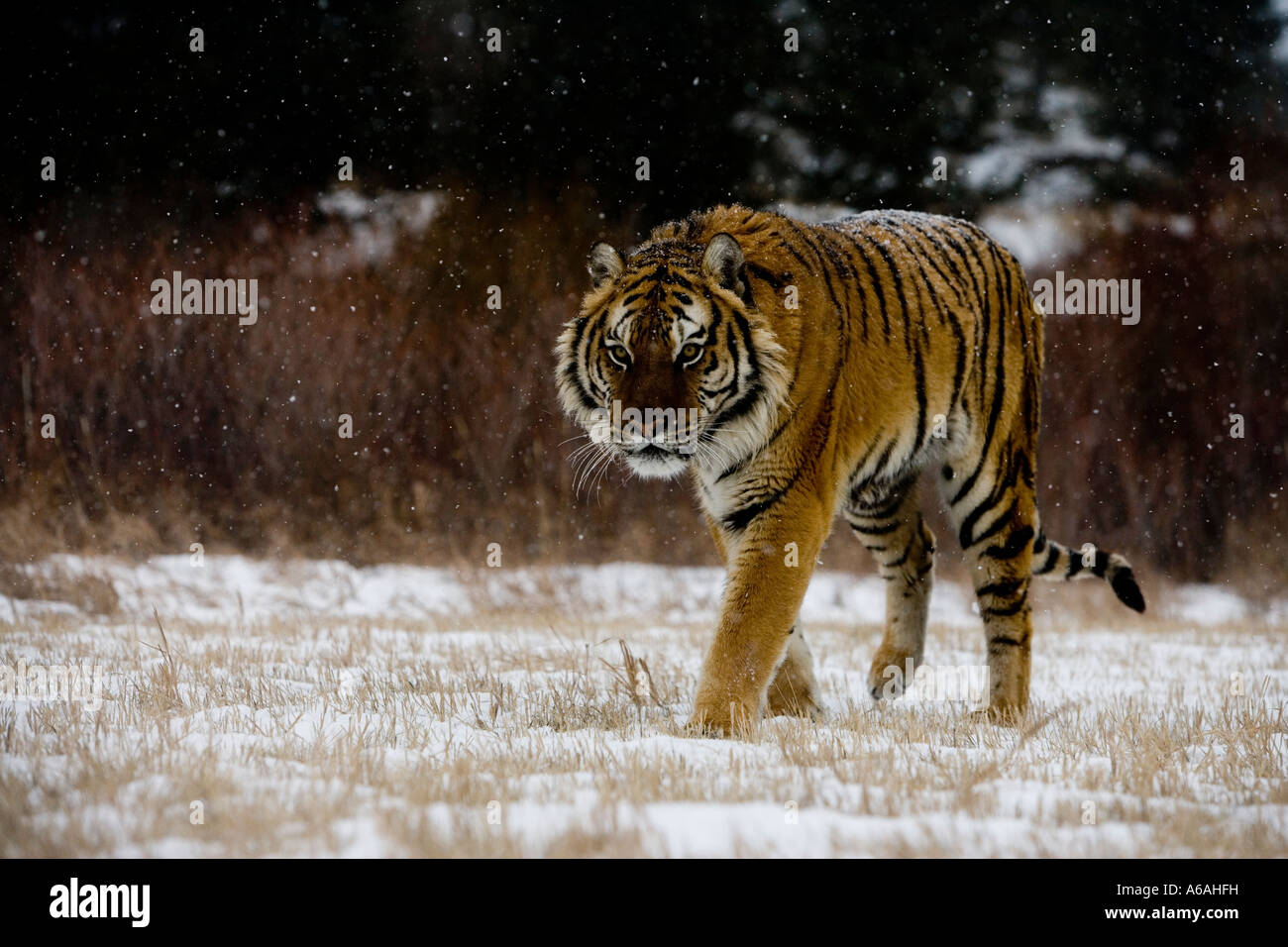Tigre de Sibérie Panthera tigris altaica Banque D'Images