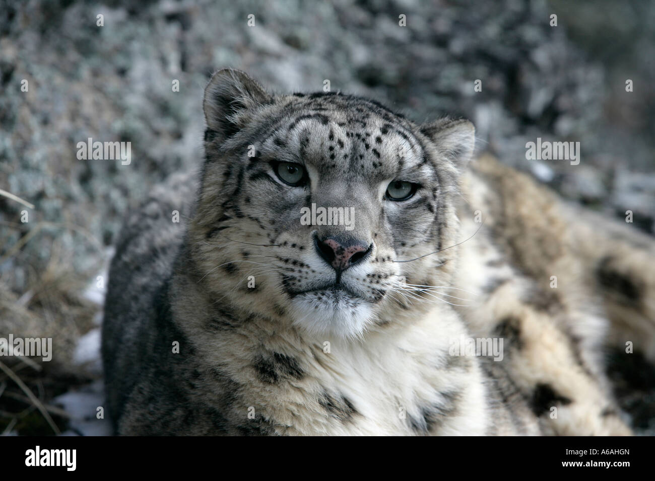 Snow Leopard Uncia uncia Banque D'Images