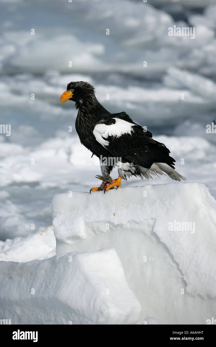L'aigle de mer de Steller Haliaeetus pelagicus Japon Banque D'Images